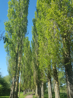 Lombardy Poplar Trees at Waterhall Park