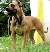 El alano español es una raza de perro de agarre o presa, su tamaño es medio .