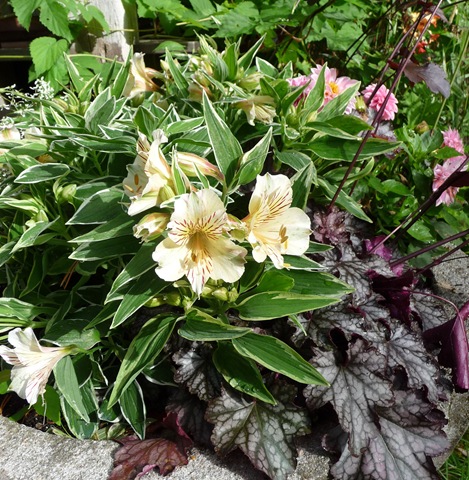 006 Alstroemeria 'Fabiana' Daniel Grankvist