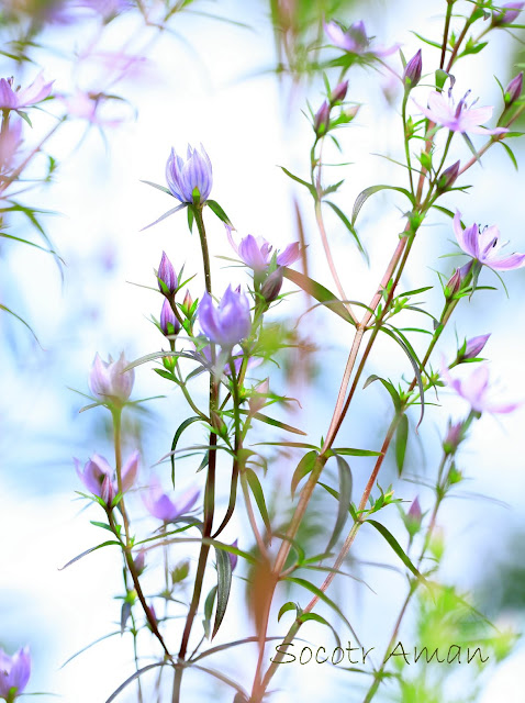 Swertia pseudochinensis