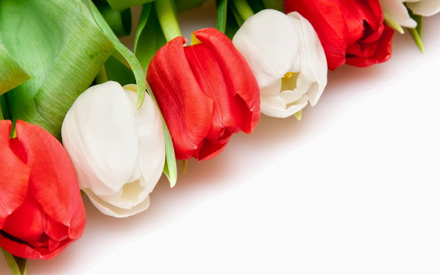 hermosos tulipanes de colores