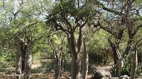 Pachypodium lamerei - Koko Crater Botanical Garden, Oahu, HI