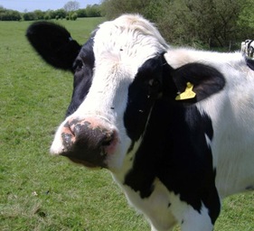 cow