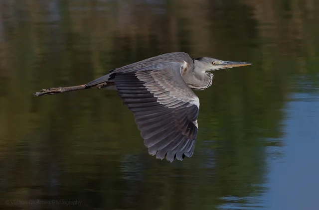 Grey Heron Low over Diep River Woodbridge Island Vernon Chalmers