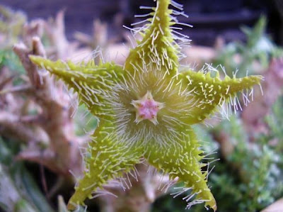 A shining star among the cactus flowers