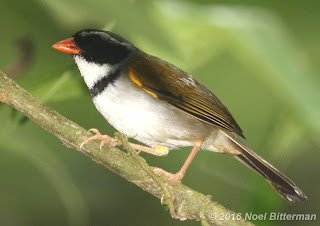 Orange-billed Sparrow