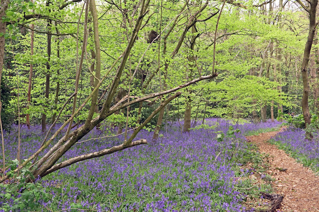 Photo Art of Bluebells Winterboune Botanical Garden