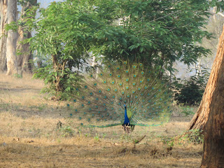 bandipur night safari