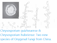 https://sciencythoughts.blogspot.com/2016/08/chrysosporium-guizhouense-chrysosporium.html