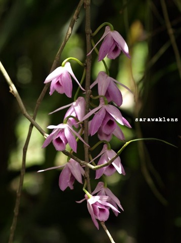 Dendrobium_anosmum_2