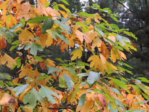 yellow sassafras leaves