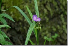 Tradescantia_WidowsTears_Spiderwort