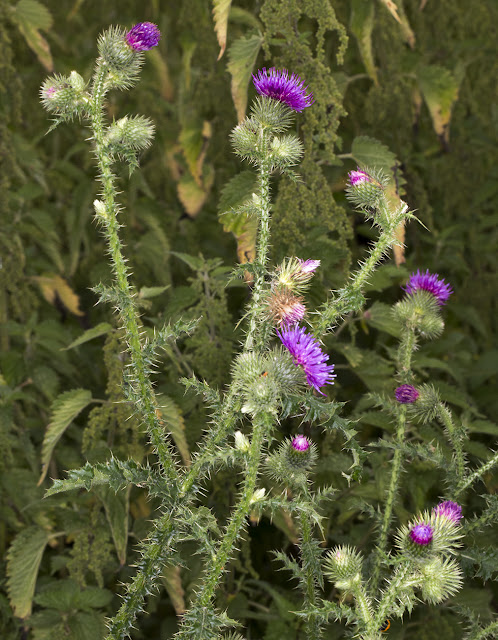 Welted Thistle, Carduus crispus.  Leybourne Lakes, 12 July 2015