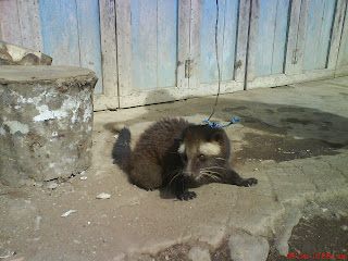 musang