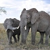 The Wisdom of Elephants: Guardians of Intelligence and Social Harmony