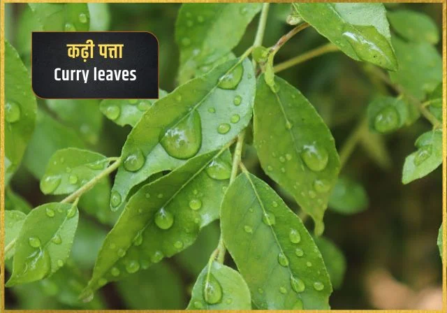 indian curry leaves in hindi