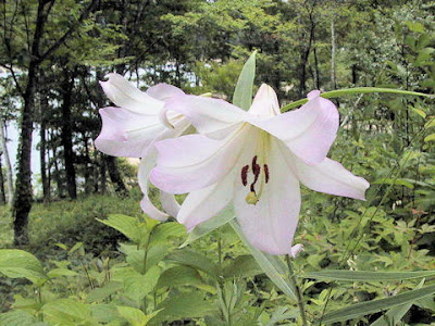 Лилия японская (Lilium japonicum)