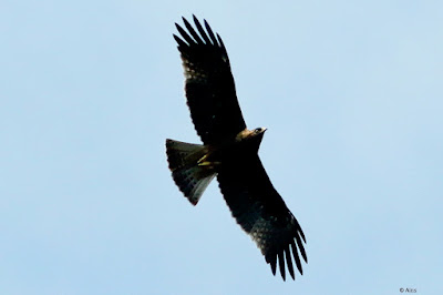 "Booted Eagle - Hieraaetus pennatus, winter visitor soaring above."