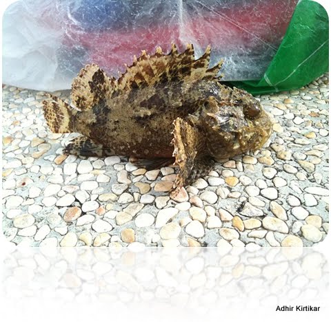 Scorpion Fish caught at Bedok Jetty