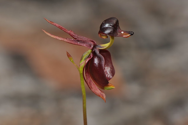 Flying duck orchid looks very much like a duck, this is strange and unusual