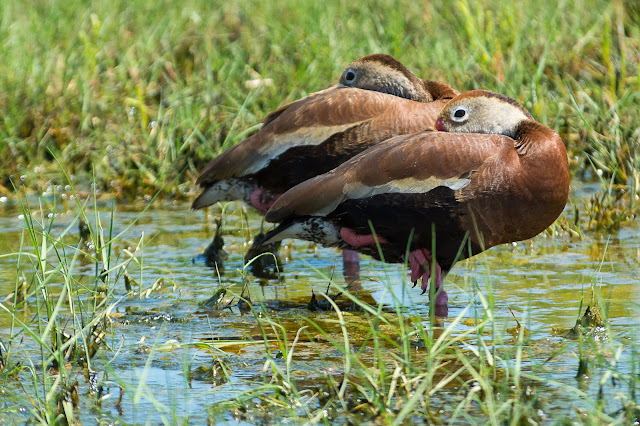 Black-bellied Whistling-Duck, Pelican Island