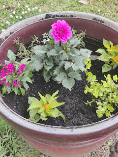 potted plants 1