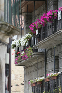 Ribadavia. Bonitas flores