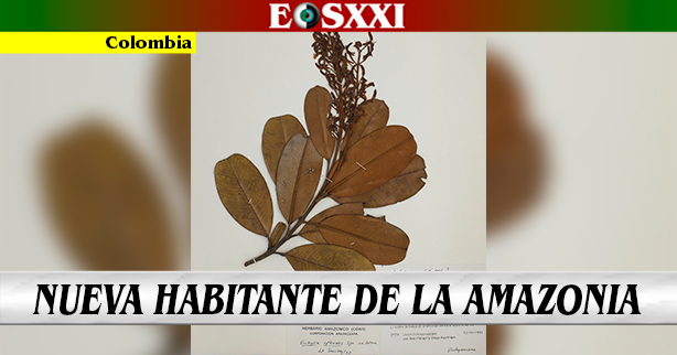 La nueva especie amazónica que fue nombrada en honor al curador del Herbario Amazónico Colombiano