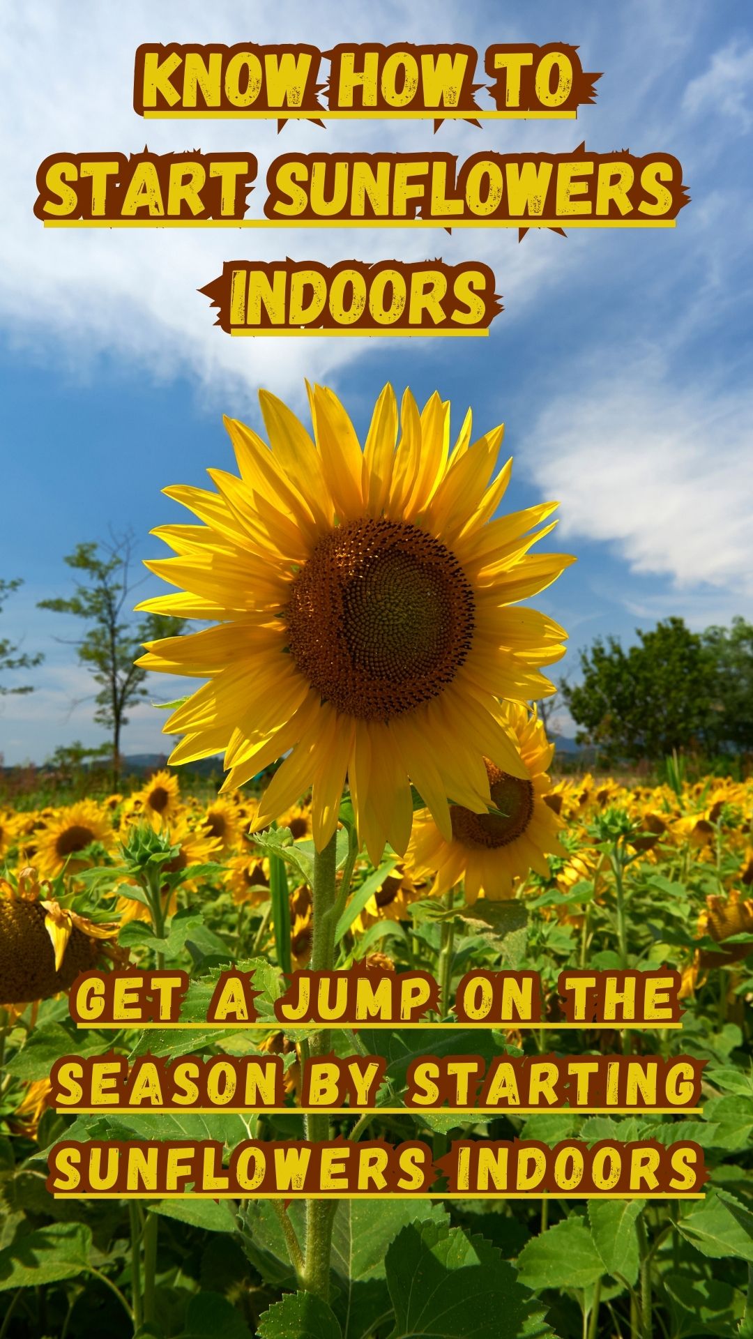 whether you're a seasoned gardener or a novice, consider harnessing the power of indoor starting to make the most of your sunflower cultivation and enjoy a bountiful and early display of nature's golden beauty in your garden.