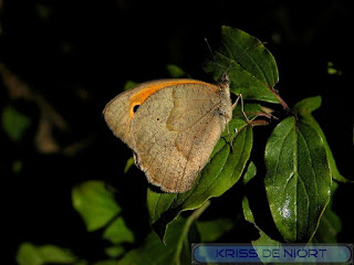 Coenonympha pamphilus - Fadet commun - Procris - Pamphile