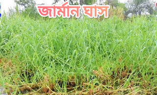 জার্মান ঘাস চাষ পদ্ধতি