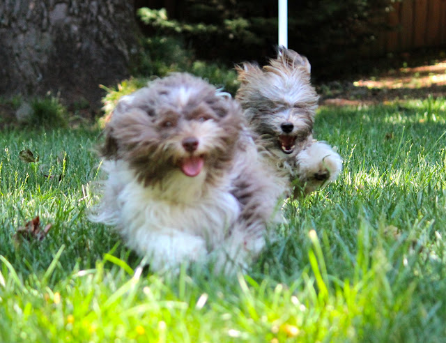 Rocco Havanese