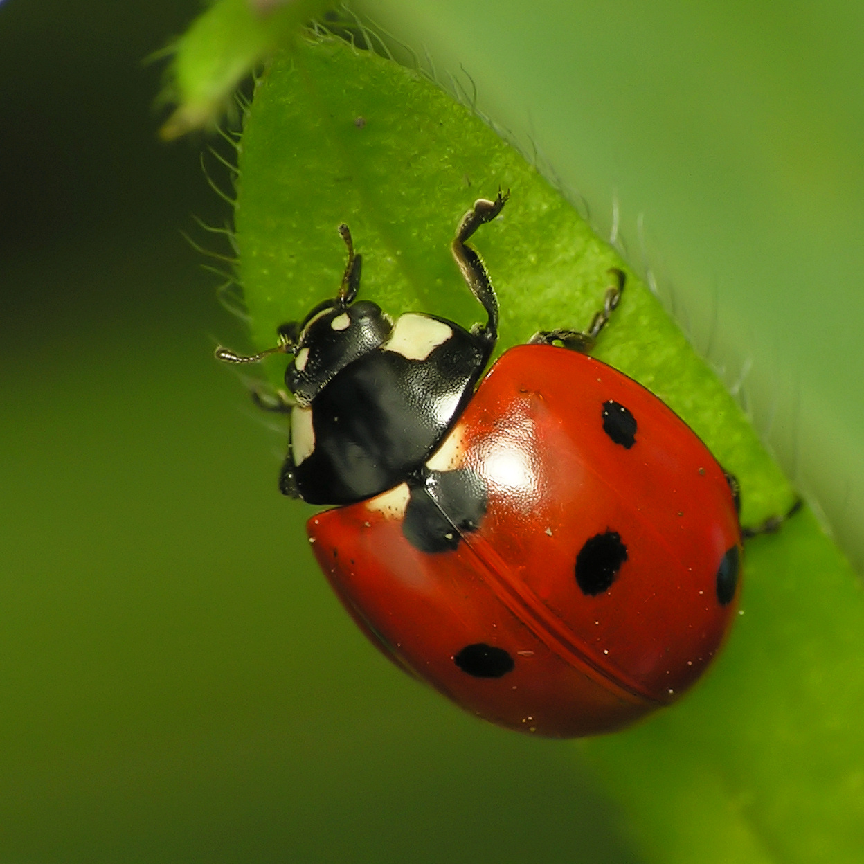 The APOGEE Forum: Green Gardening : How to eliminate bugs and pests 