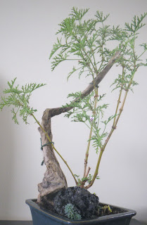 Scented Pelargonium Radens bonsai on driftwood and volcanic rock