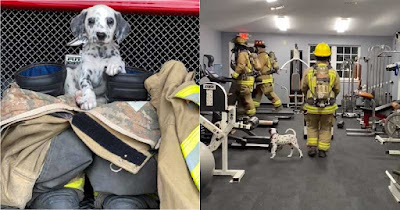 Lindo cachorro de estación de bomberos “observa” a los bomberos hacer ejercicio en el gimnasio