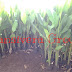 Heliconia Bihai | Harga pisangan bihay