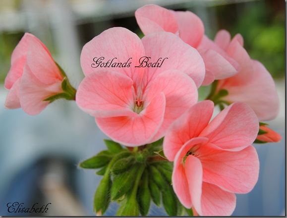 Pelargoner i juli 2012 042