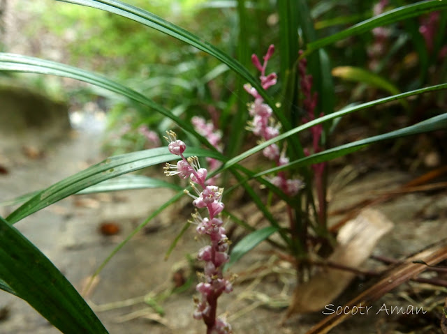 Reineckea carnea