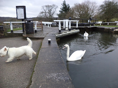 west highland white terrier swan