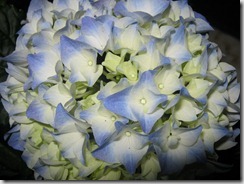 hortensia 002