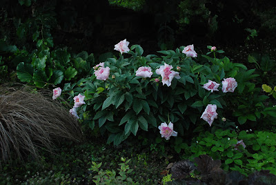 Paeonia 'Do Tell'