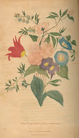 A color illustration of a bundle of various flowers.