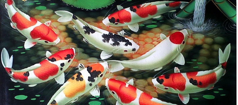 Jenis gambar Ikan Koi  Ternak Koi 