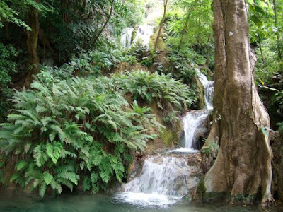 Taman Nasional Hewan Langka di Indonesia