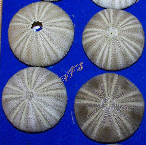 Encapsulating the Beauty of Your Interiors with the Sea Urchin for Sale!