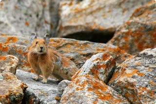 Pika se camouflant parmi des roches.