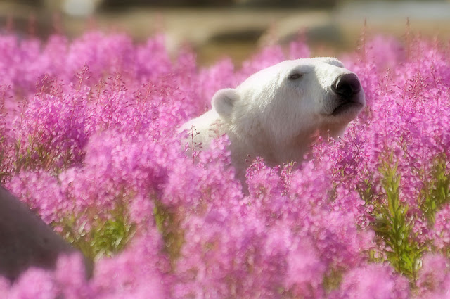 Fotógrafo registra imagens de Ursos polares brincando em campos de flores durante o verão