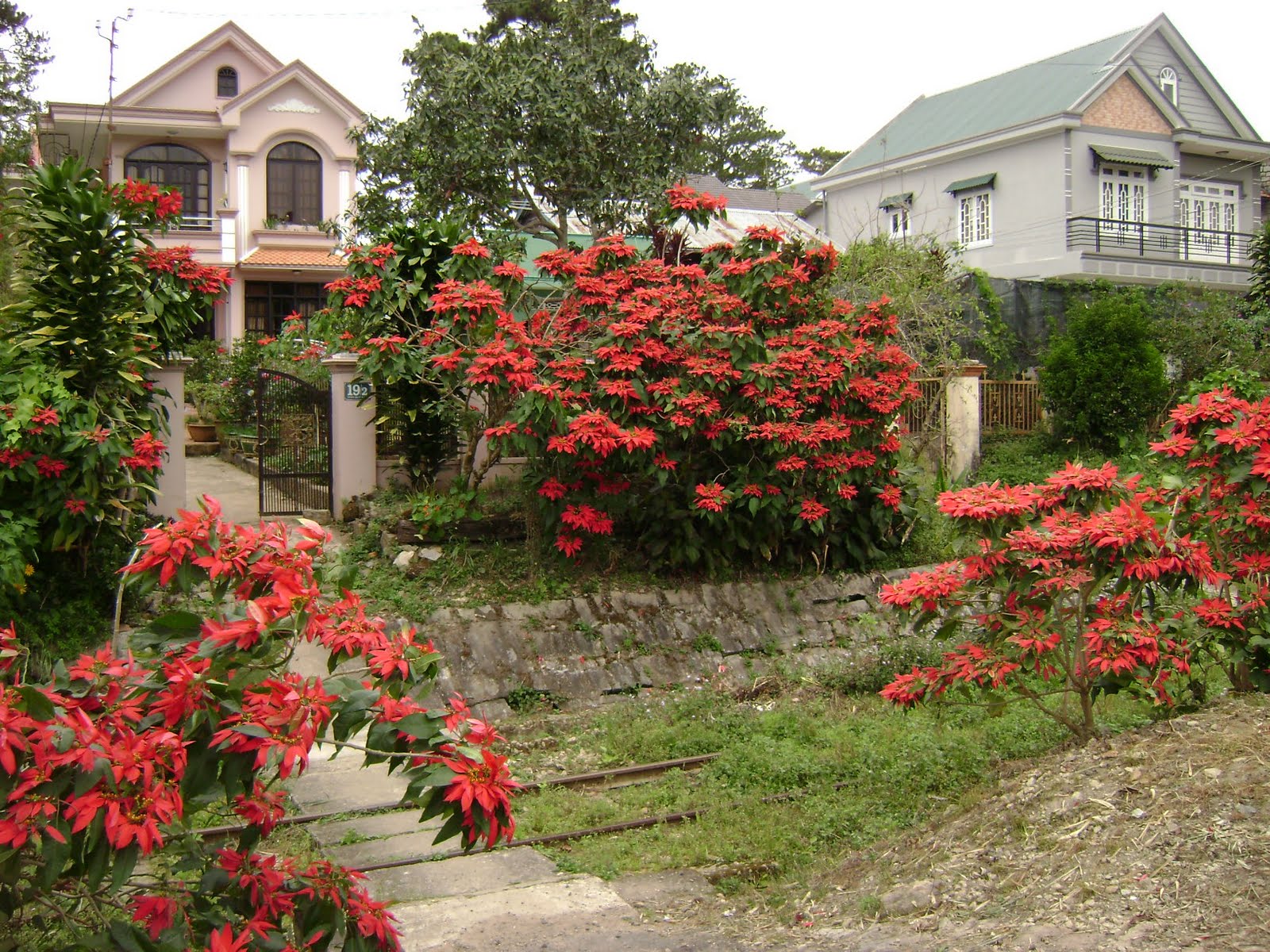 And here39;s my poinsettia tree, in Tuysonvien.