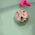 30 cute Animals gif