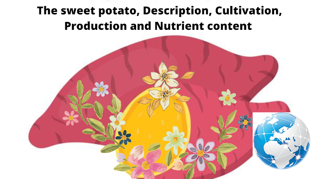The sweet potato, Description, Cultivation, Production and Nutrient content